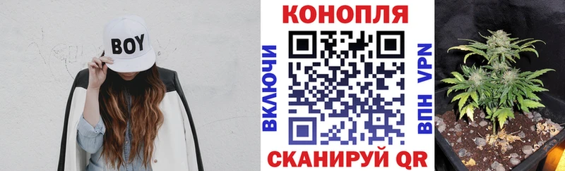 Канабис планчик блэк спрут ссылки Алейск где найти